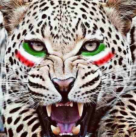 یوز ایرانی با سخت‌گیری فیفا در جام جهانی قطر کمرنگ شد